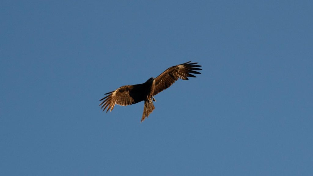 Black Kite in Hong Kong